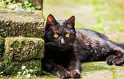 《战争与玫瑰》新预告 为避免锁国区推迟发售